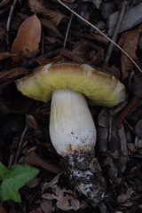 Hemileccinum depilatum