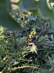 Datura quercifolia