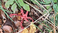Clathrus archeri