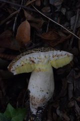 Hemileccinum depilatum