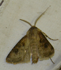 Agrotis clavis