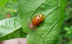 Aspidimorpha miliaris