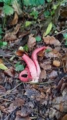 Clathrus archeri
