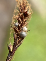 Anthracoidea scirpoideae