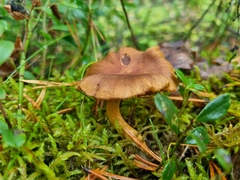 Cortinarius croceus