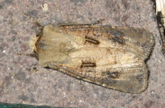 Agrotis clavis