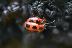 Endomychus coccineus