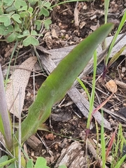Lachenalia orchioides