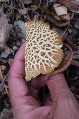 Hemileccinum depilatum