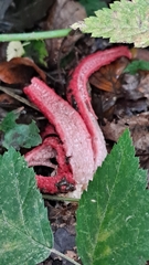 Clathrus archeri