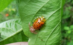 Aspidimorpha miliaris