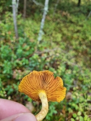 Cortinarius croceus