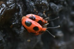 Endomychus coccineus