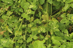 Erythrodiplax funerea