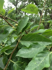 Maclura tricuspidata