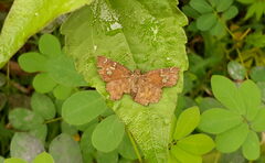 Pseudocoladenia