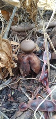 Geastrum fornicatum