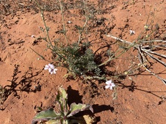 Pelargonium senecioides