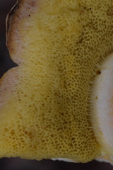 Hemileccinum depilatum