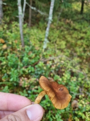Cortinarius croceus