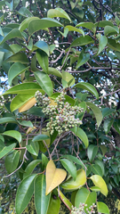 Ligustrum lucidum