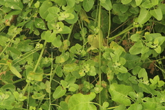 Erythrodiplax funerea