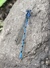 Argia elongata