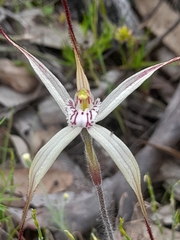 Caladenia pendens pendens
