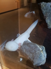 Ambystoma mexicanum
