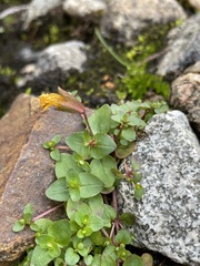 Erythranthe caespitosa