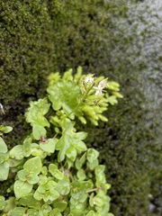 Micranthes nelsoniana