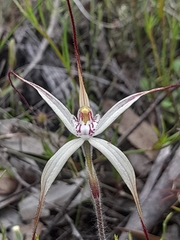 Caladenia pendens pendens