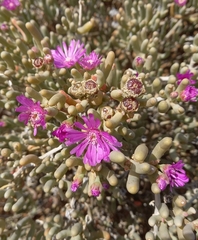 Lampranthus uniflorus