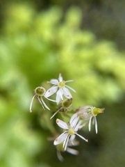 Micranthes nelsoniana