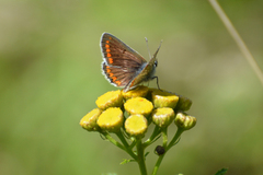 Aricia agestis