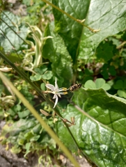 Eupeodes corollae