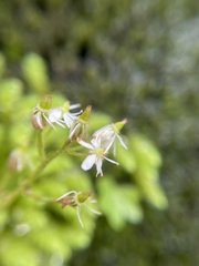 Micranthes nelsoniana