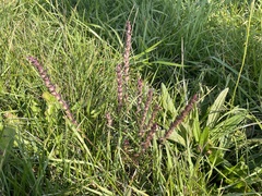 Odontites vulgaris