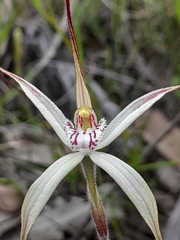 Caladenia pendens pendens