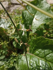 Eupeodes corollae