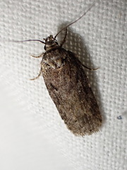 Agonopterix