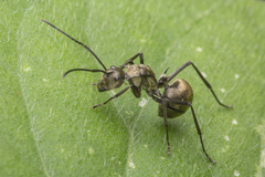 Myrma