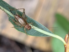 Anaxipha exigua