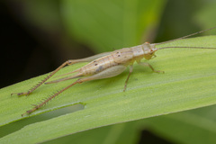 Euscyrtus