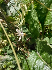 Eupeodes corollae