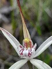Caladenia pendens pendens