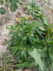 Ranunculus sceleratus