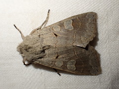 Ammoconia caecimacula