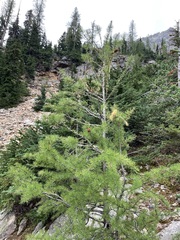 Larix lyallii