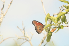 Danaus eresimus montezuma
